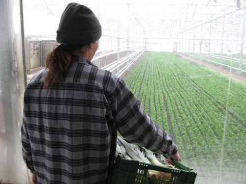 In winter, Joseph keeps busy inside the prison's greenhouse. (© SVM, swissinfo)